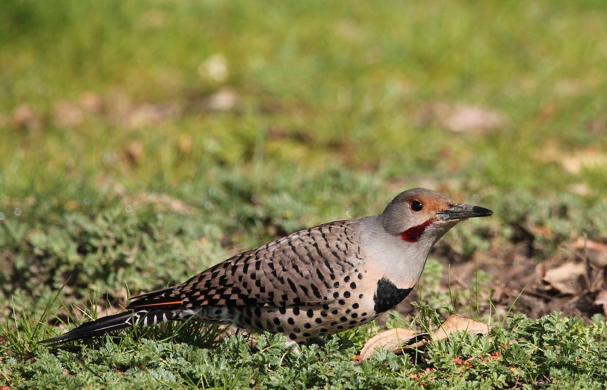 Northern Flicker - ML422090311