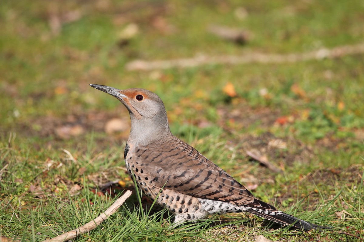 Northern Flicker - ML422090361