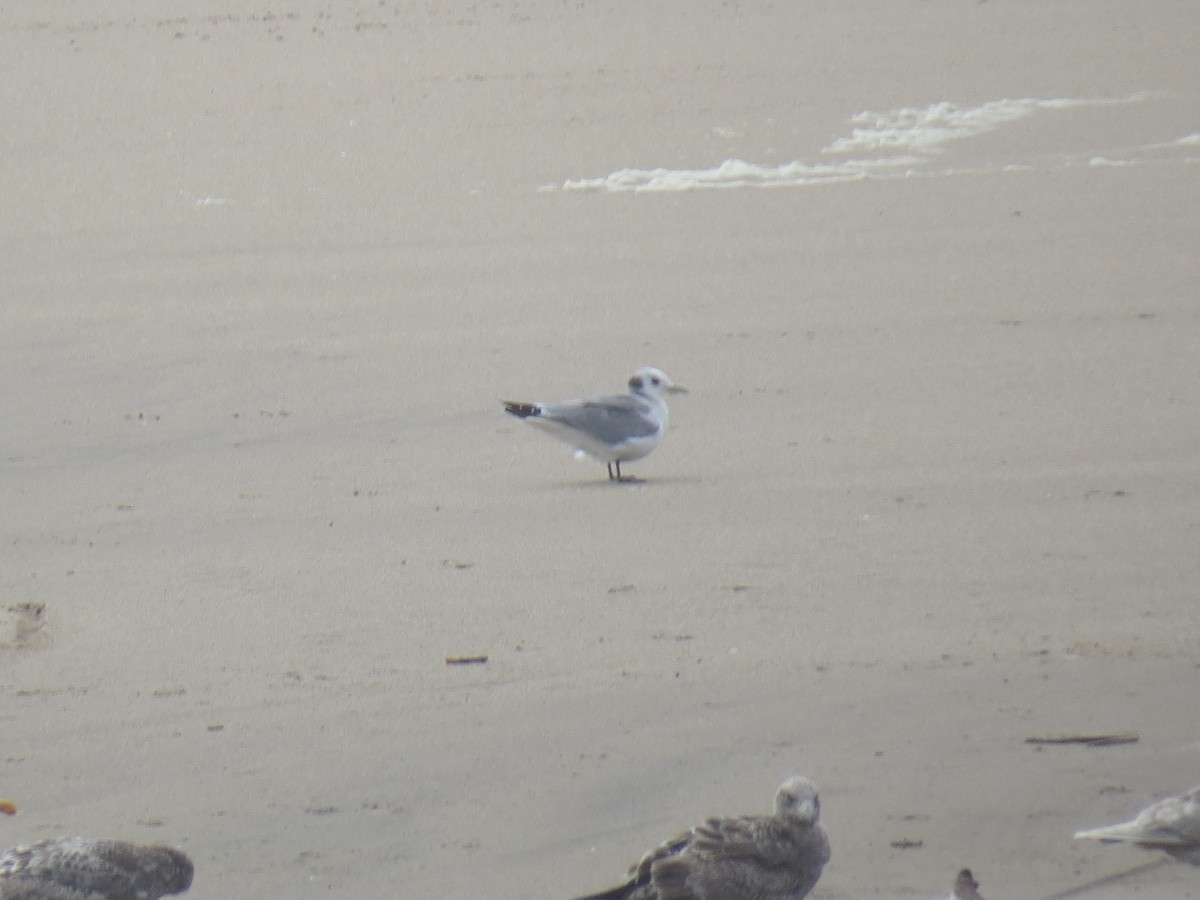 Black-legged Kittiwake - ML422091281