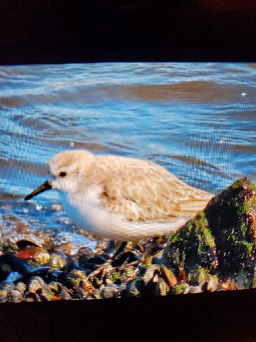 Sanderling - ML422092441