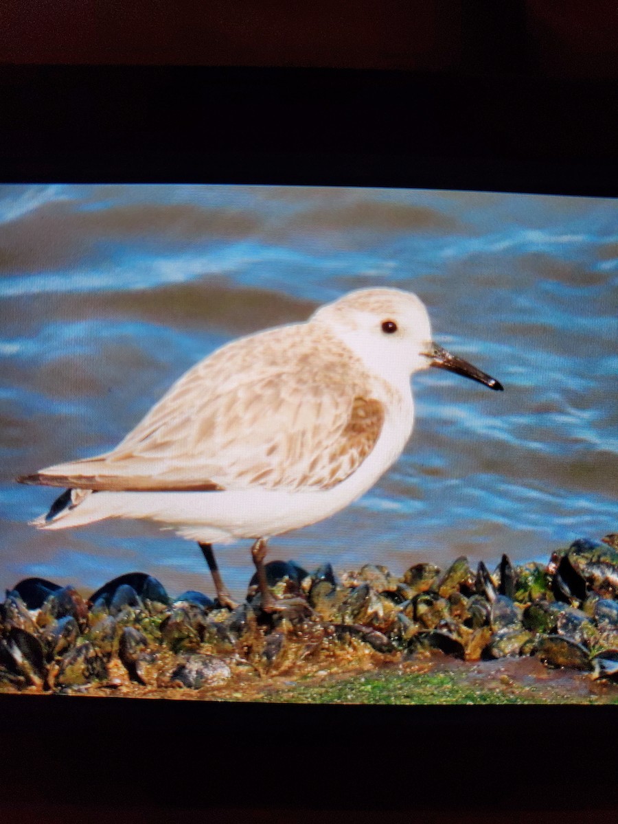 Sanderling - ML422092451