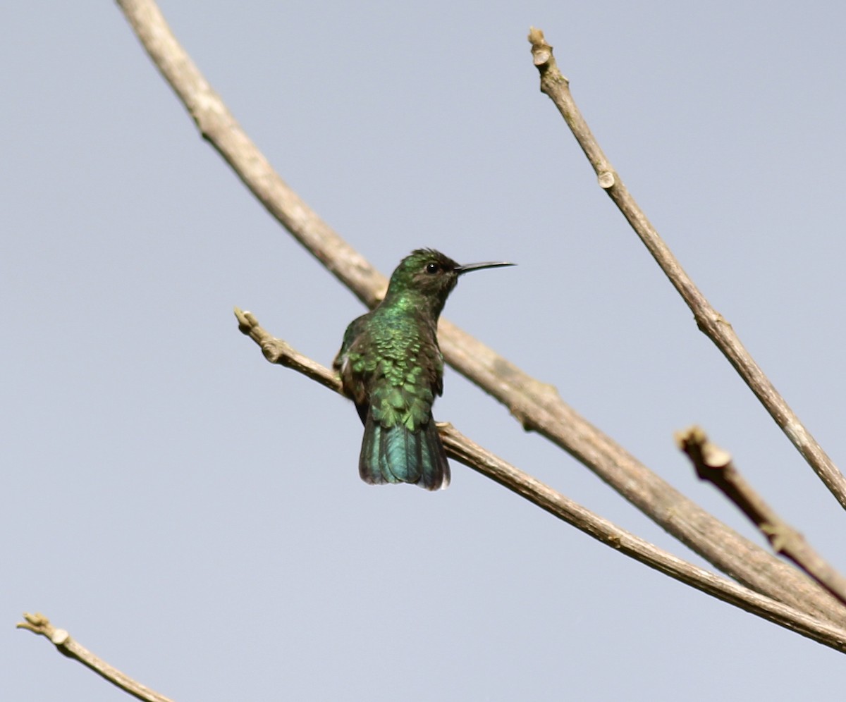 Scaly-breasted Hummingbird - Jamie Adams