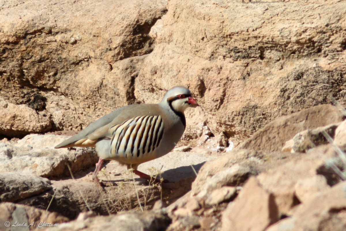 Chukarhuhn - ML422093291