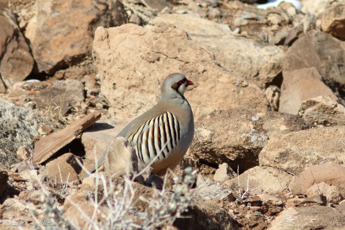Chukarhuhn - ML422093301