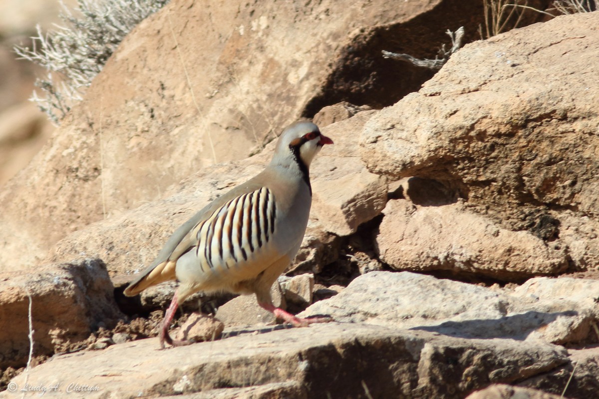 Chukarhuhn - ML422093321