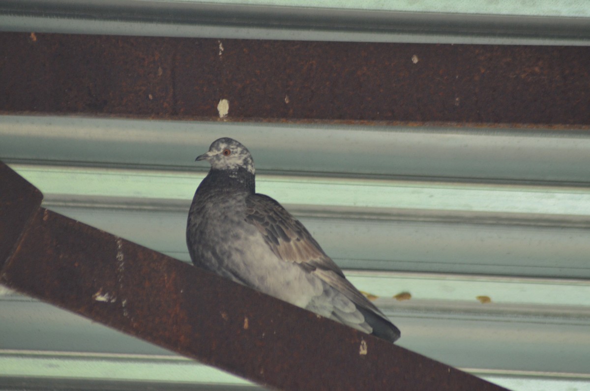 Rock Pigeon (Feral Pigeon) - ML422093821