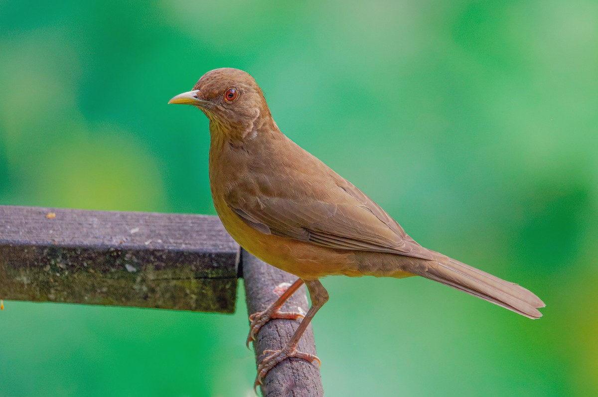 Clay-colored Thrush - ML422094641