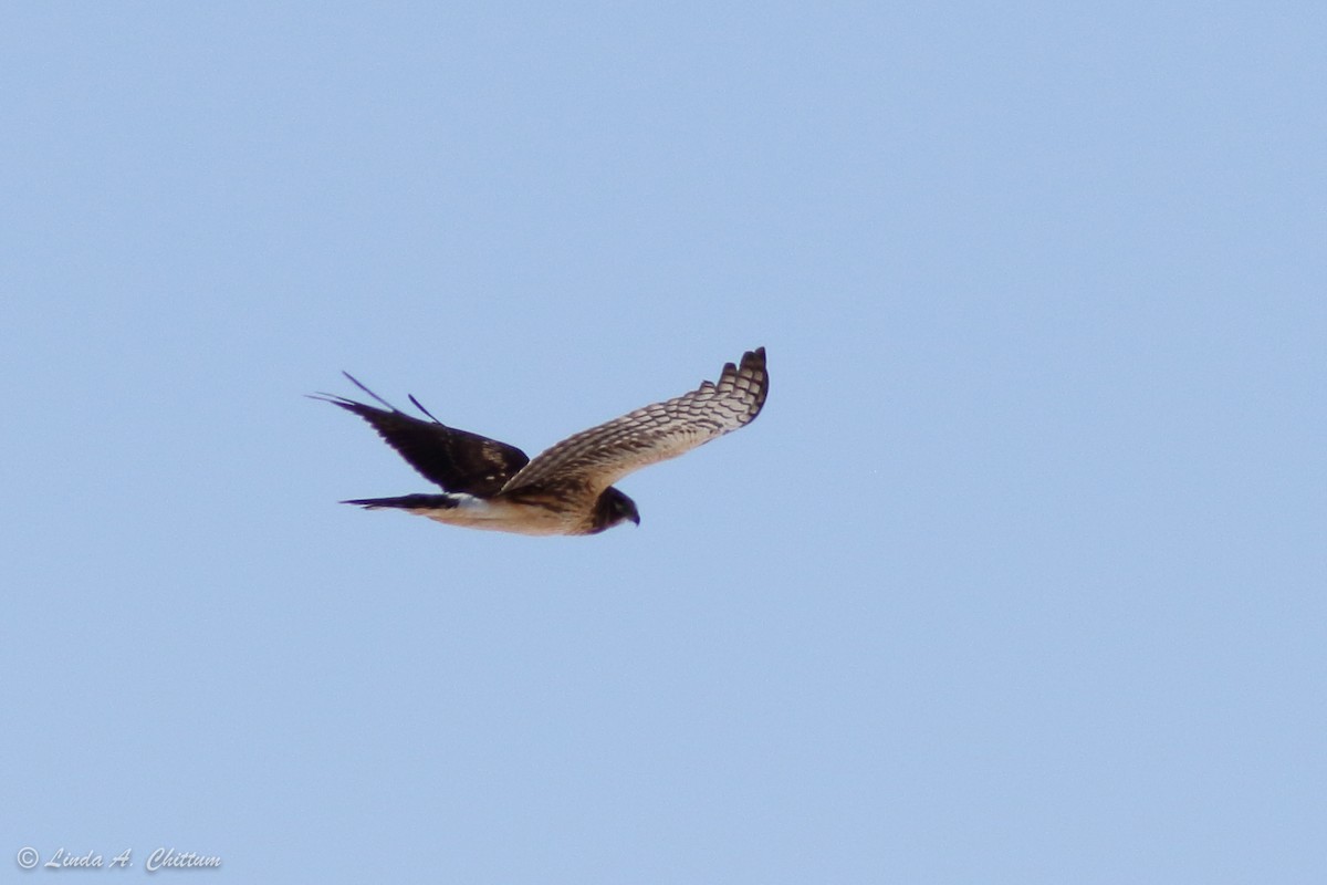 Northern Harrier - Linda Chittum