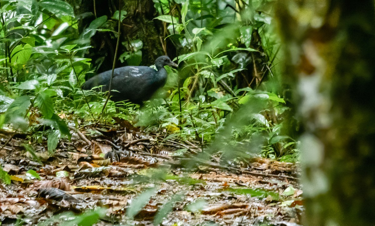 Black Tinamou - ML422096491