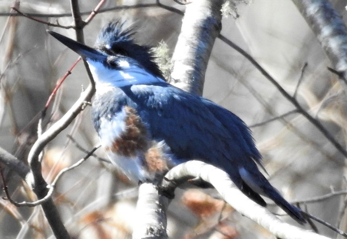 Belted Kingfisher - ML422096591