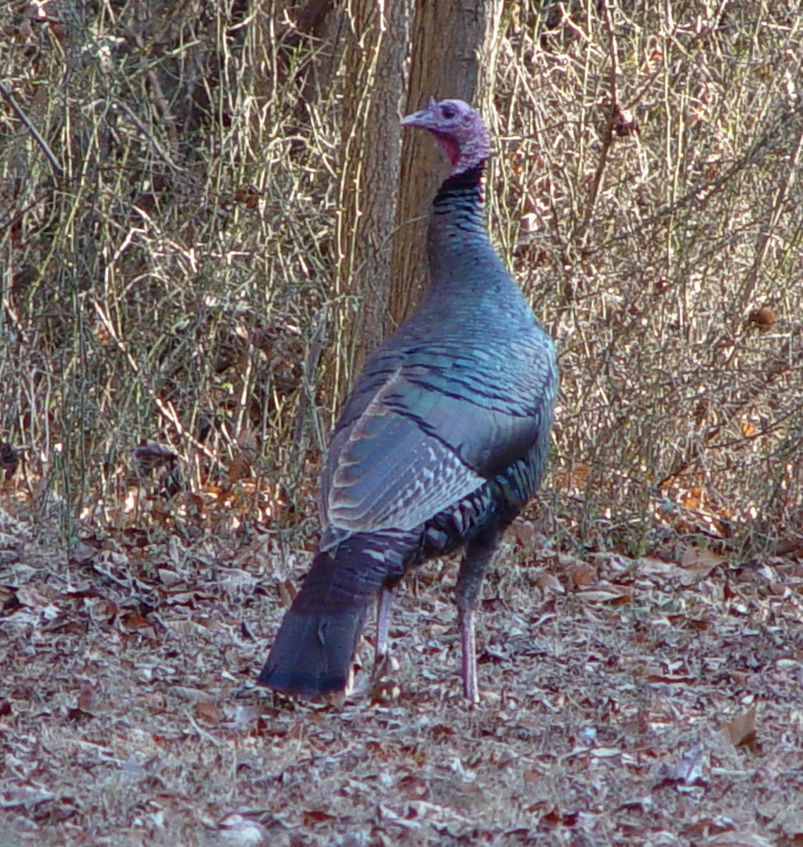 Wild Turkey - ML422096731