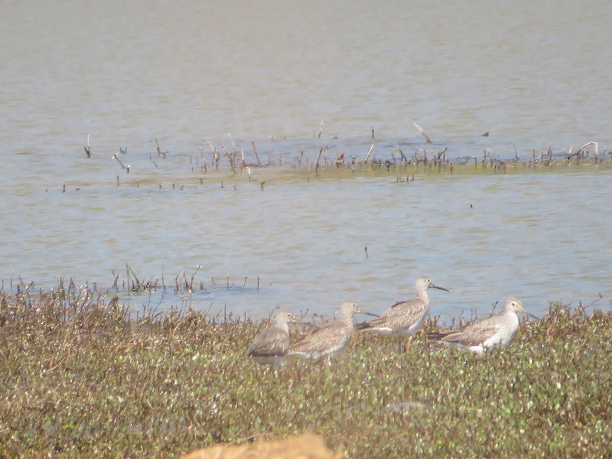 Greater Yellowlegs - ML422100101