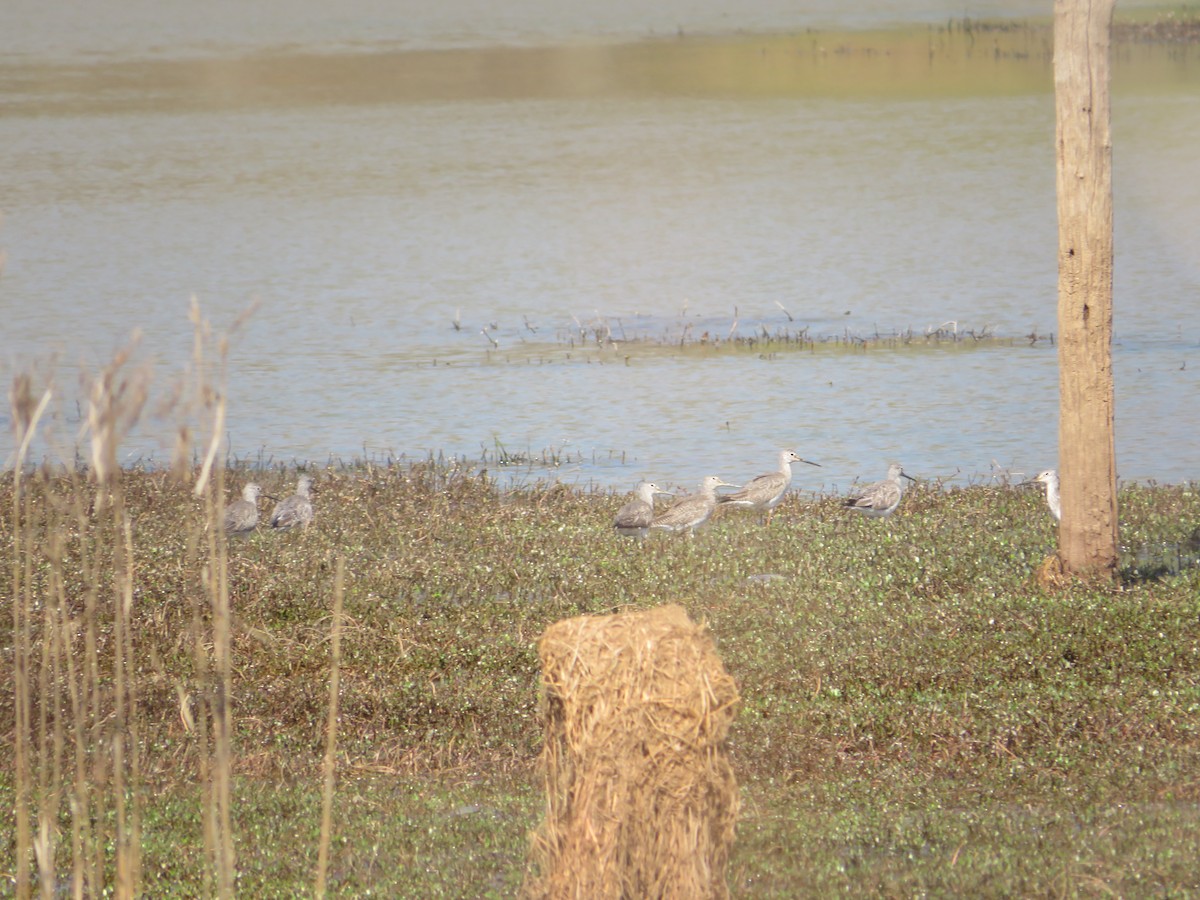 Greater Yellowlegs - ML422100111