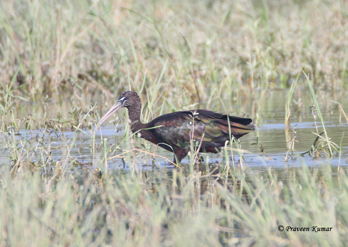 Glossy Ibis - ML422101151