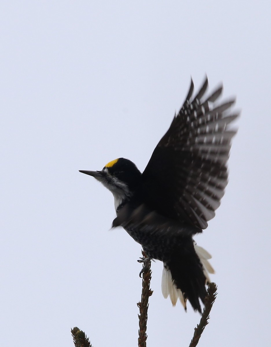 Black-backed Woodpecker - ML422101161