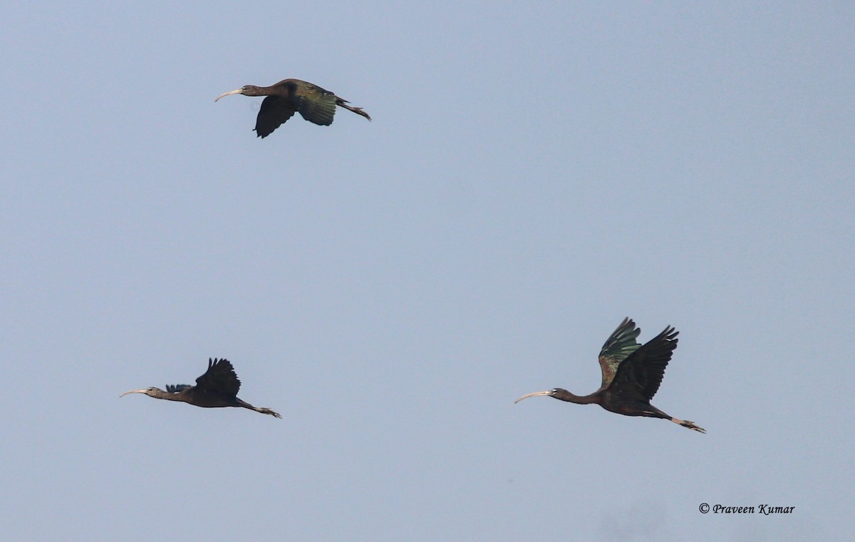 Glossy Ibis - Praveen  Kumar