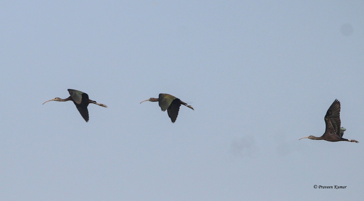 Glossy Ibis - ML422101191