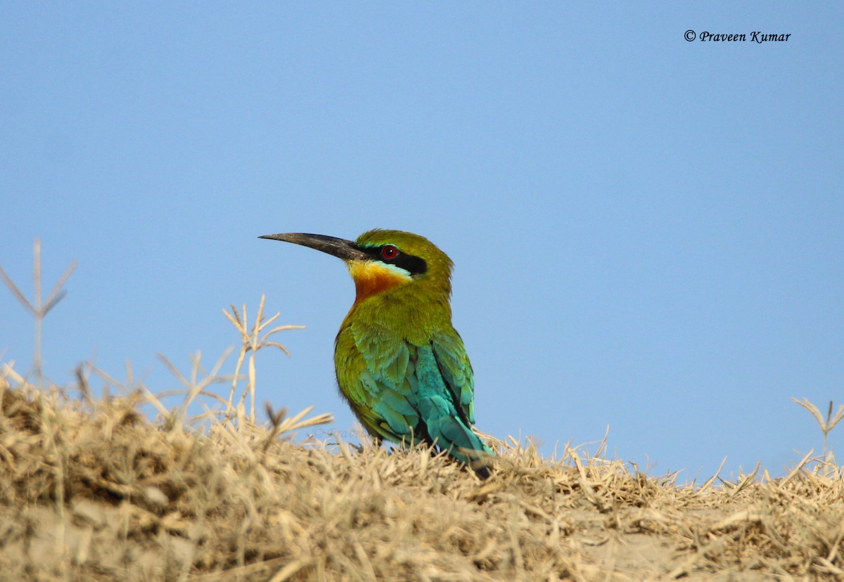 Blue-tailed Bee-eater - Praveen  Kumar