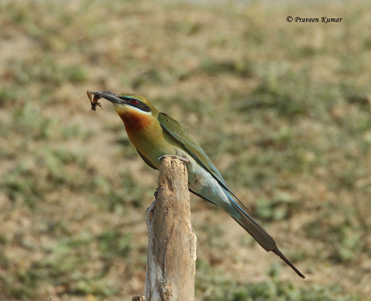 Blue-tailed Bee-eater - Praveen  Kumar