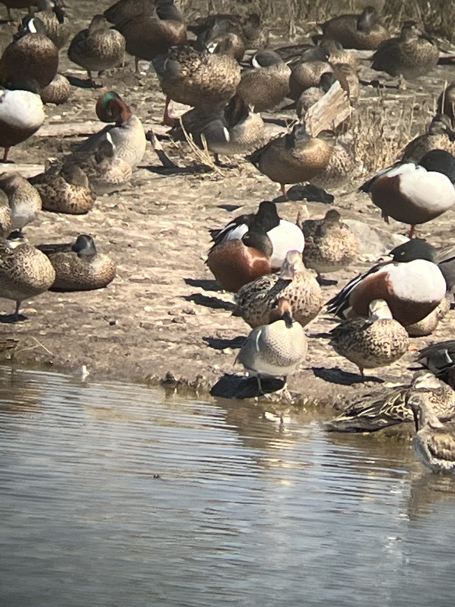 Blauflügel- x Zimtente (Hybrid) - ML422103261