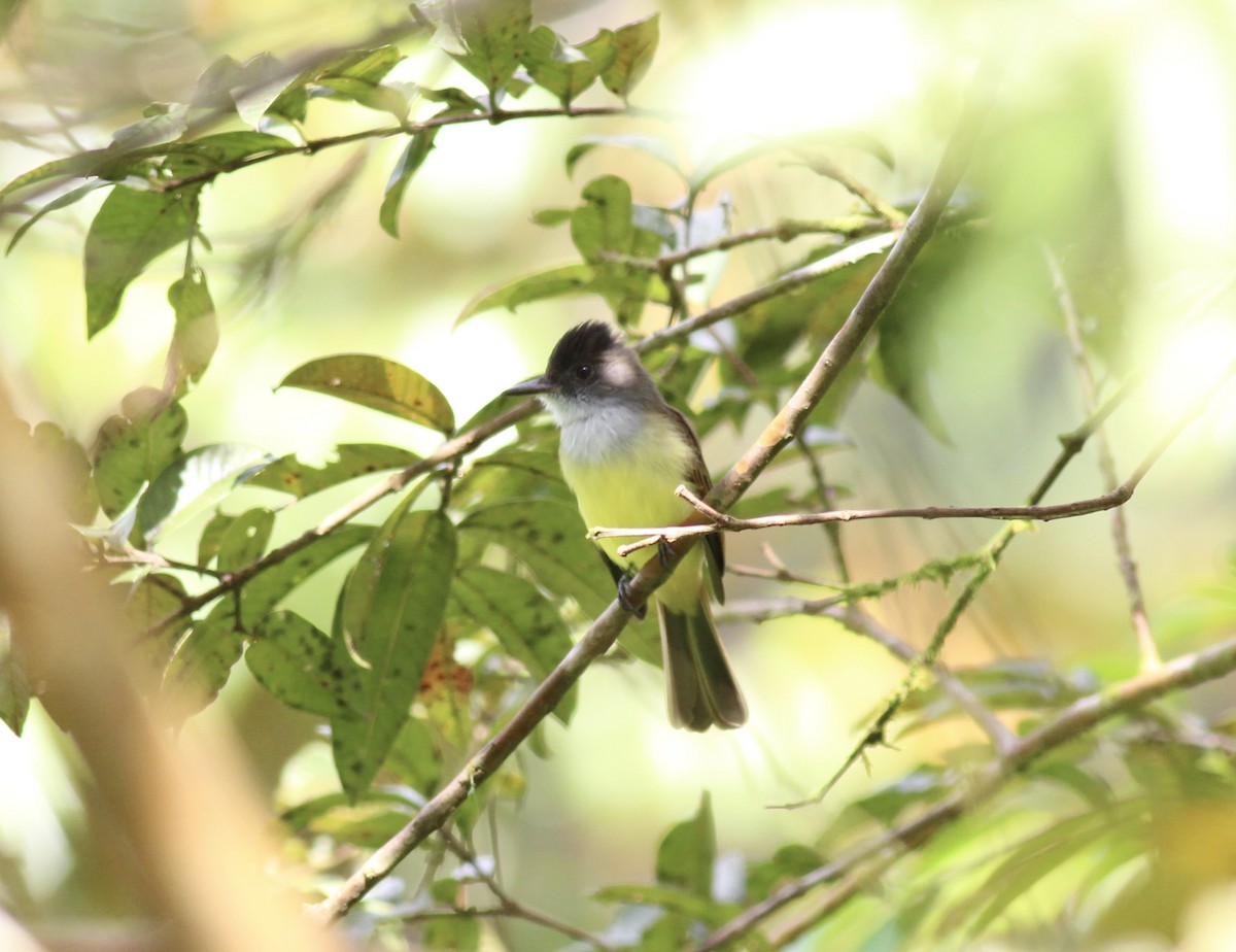 Dusky-capped Flycatcher - ML42210391