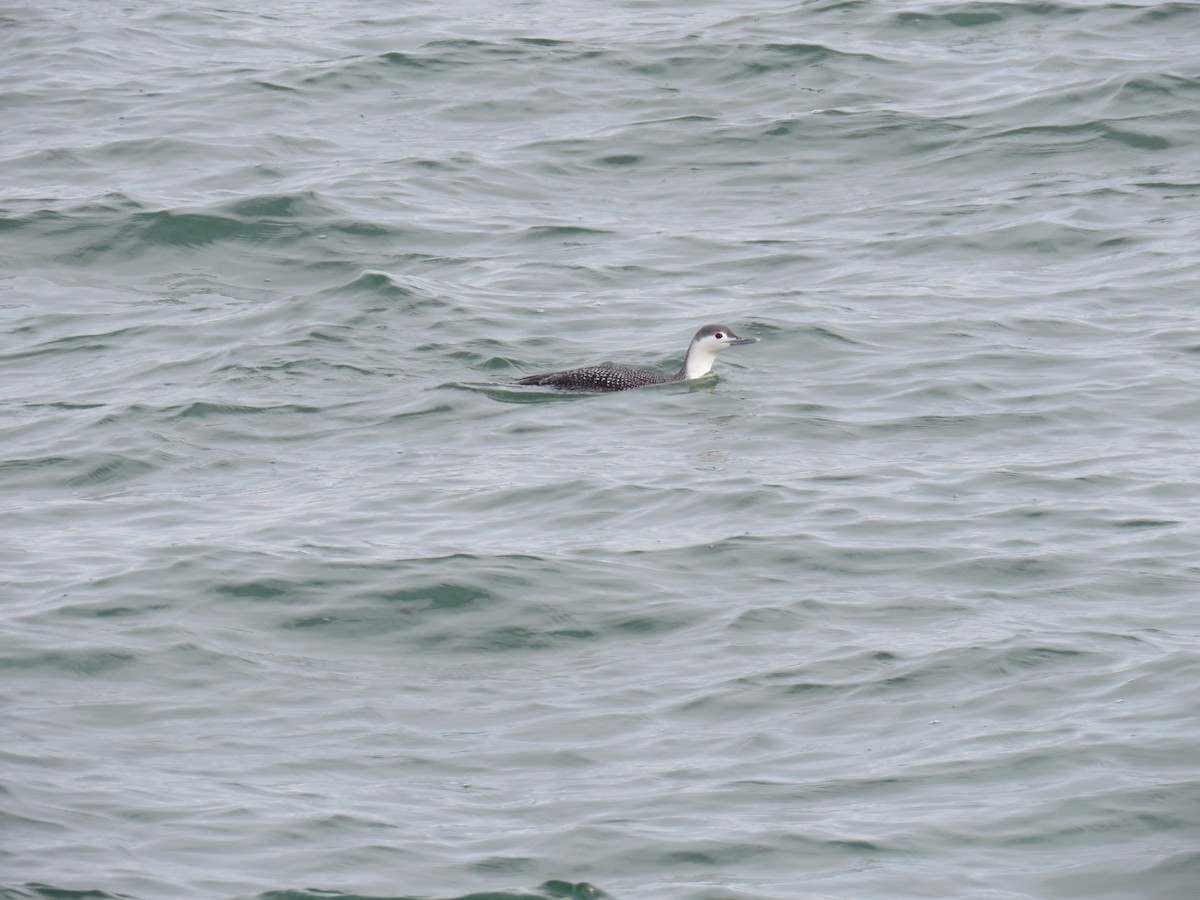 Red-throated Loon - ML422104381