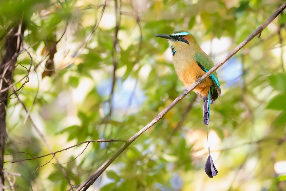 Turquoise-browed Motmot - ML422105281