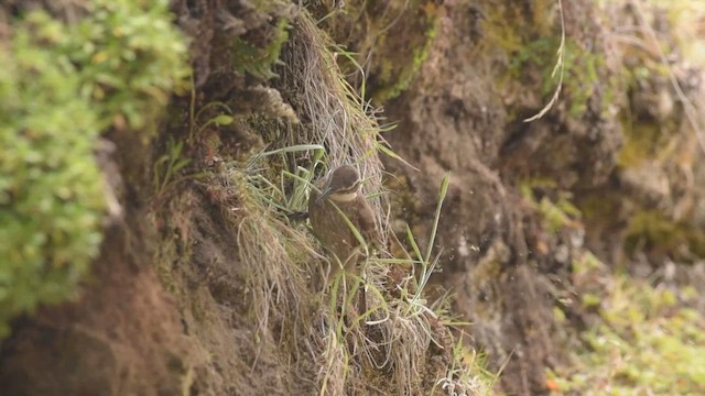 Stout-billed Cinclodes - ML422109161