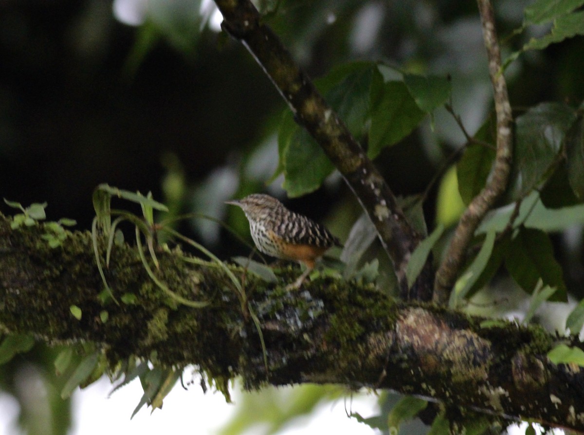 Band-backed Wren - ML42210971