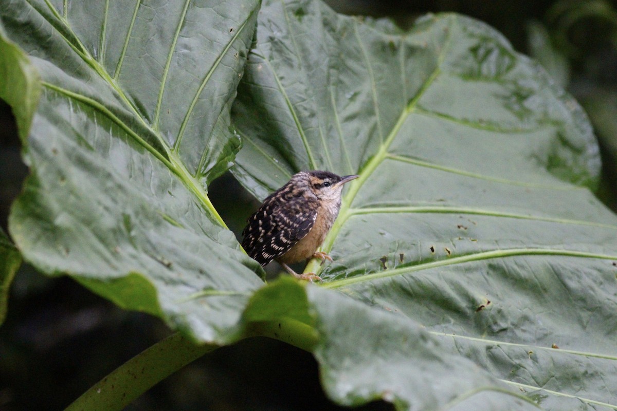 Band-backed Wren - ML42211121