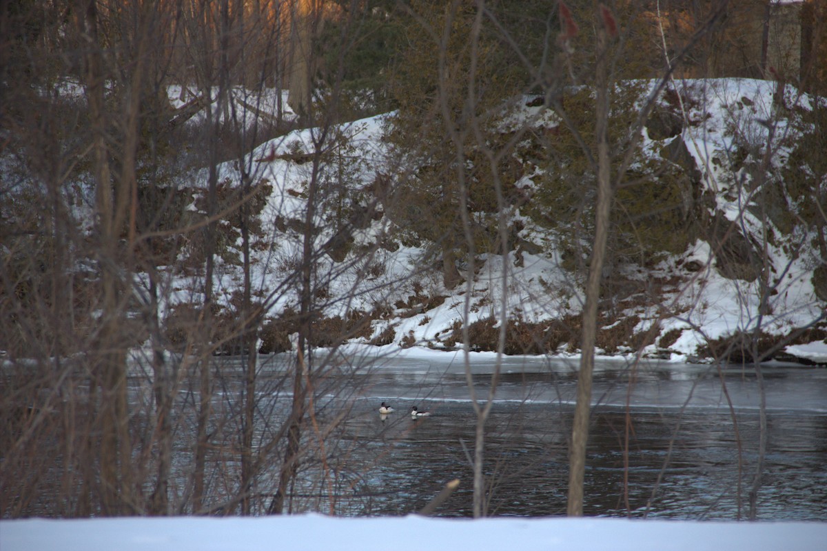 Common Merganser - ML422113351