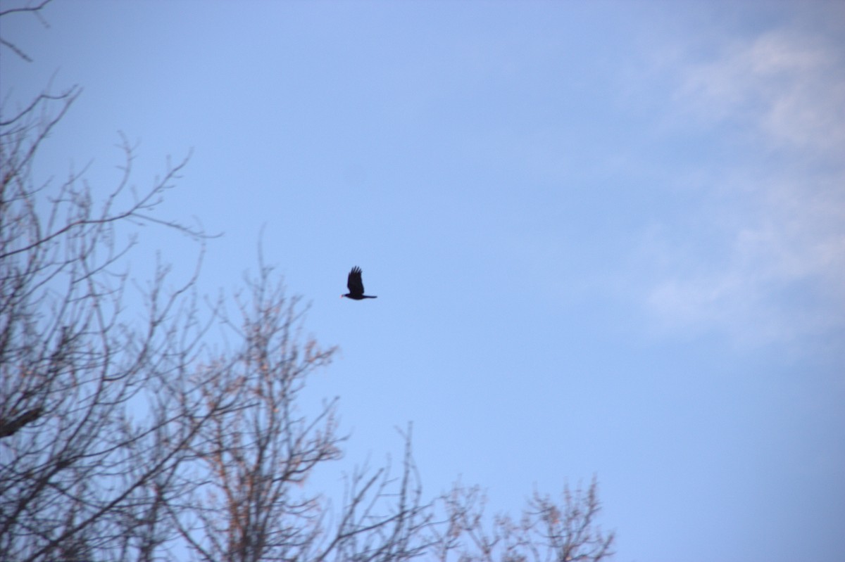 American Crow - ML422113411