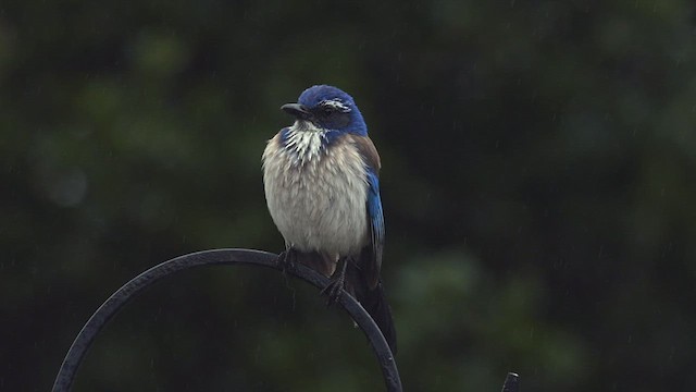 California Scrub-Jay - ML422114701