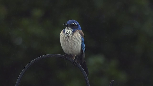 California Scrub-Jay - ML422115781