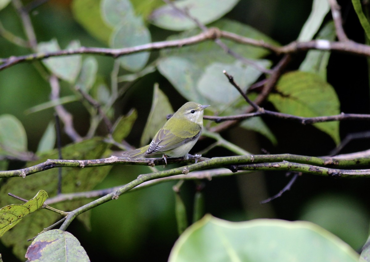 Tennessee Warbler - Jamie Adams