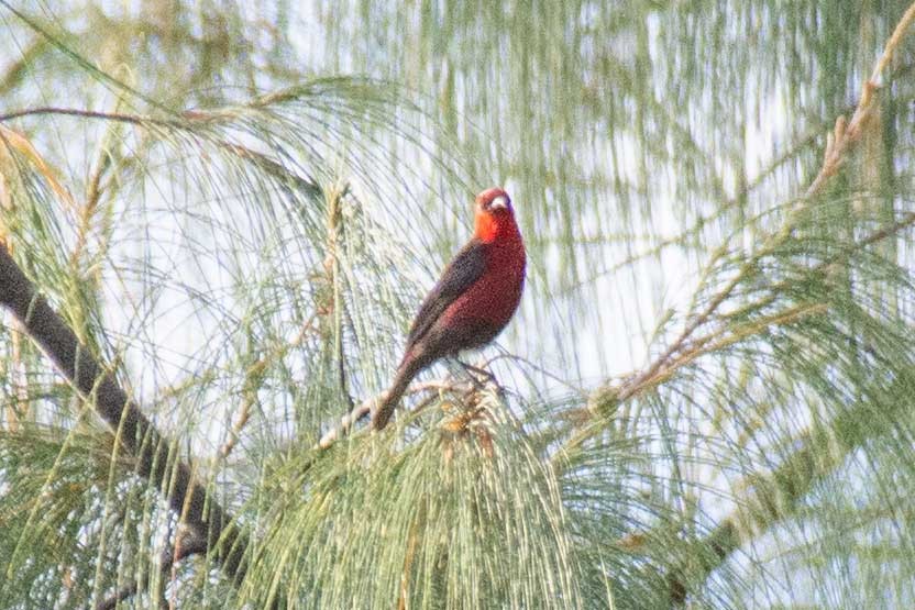 Micronesian Myzomela - ML422116161