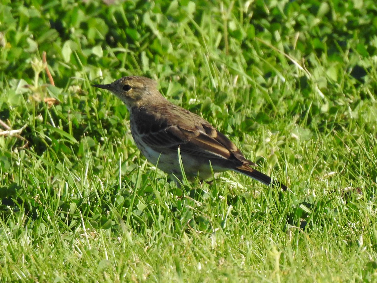 American Pipit - ML422116731