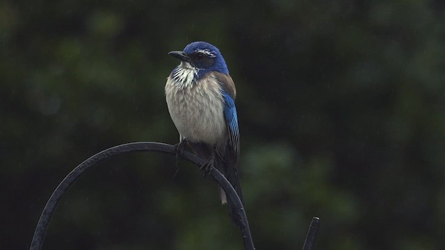 California Scrub-Jay - ML422117221