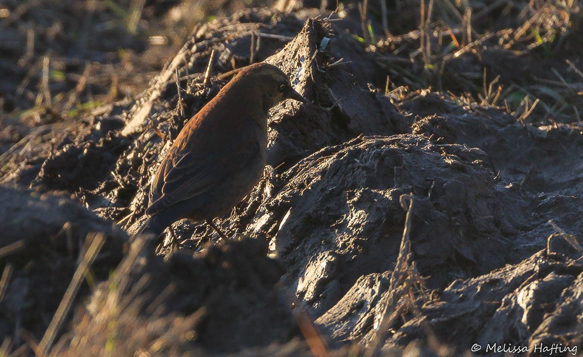 Rusty Blackbird - ML422117661