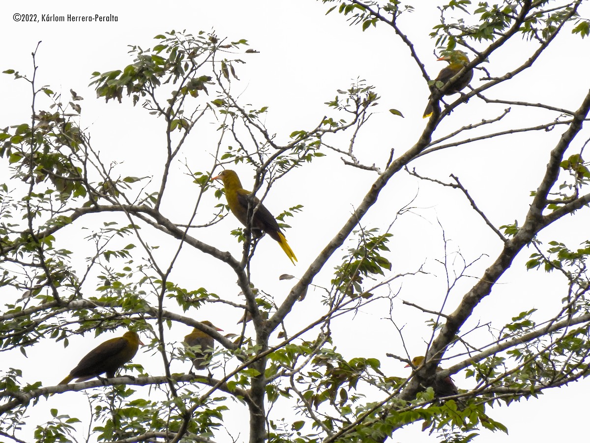 Green Oropendola - Kárlom Herrera-Peralta