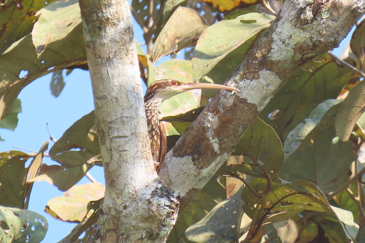 Long-billed Woodcreeper - ML422120061