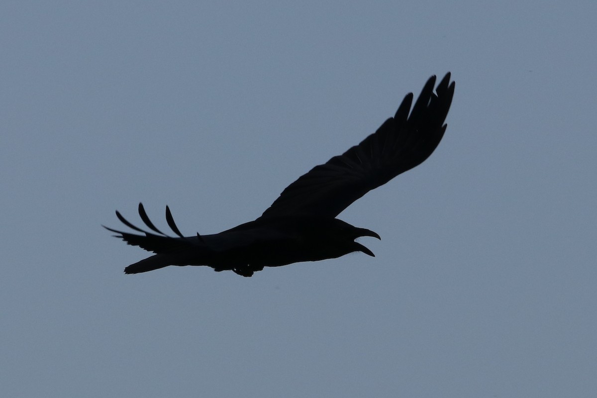 Common Raven - ML422120481