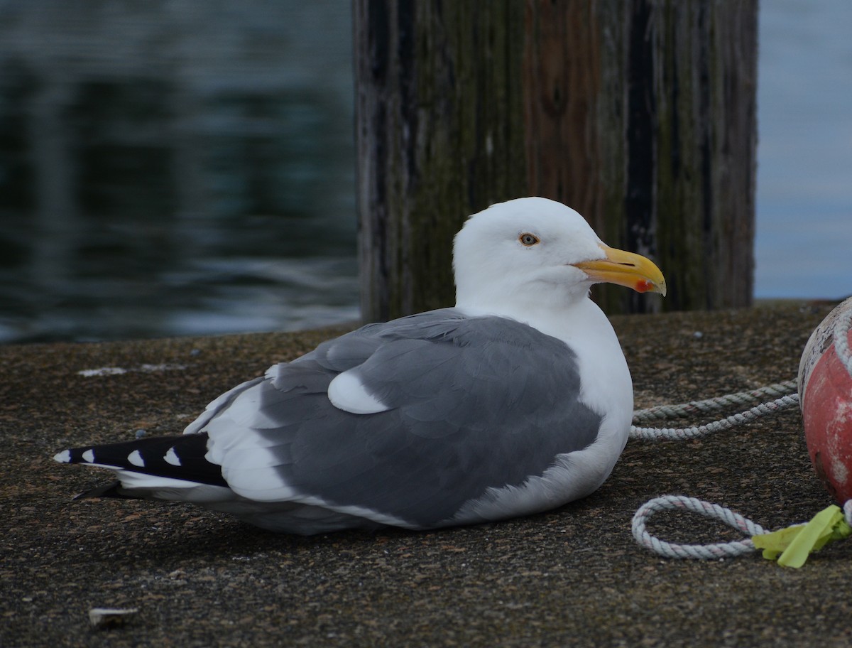 goéland ou mouette sp. - ML422120511