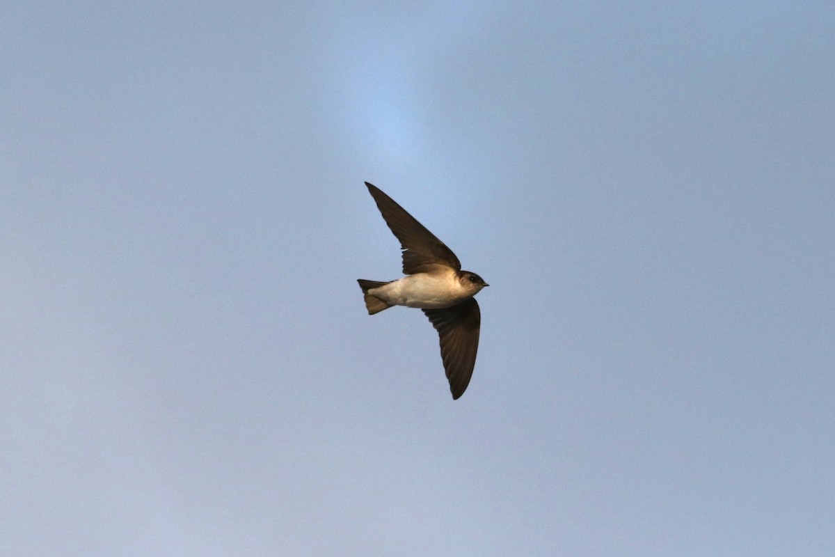Northern Rough-winged Swallow - ML422120821