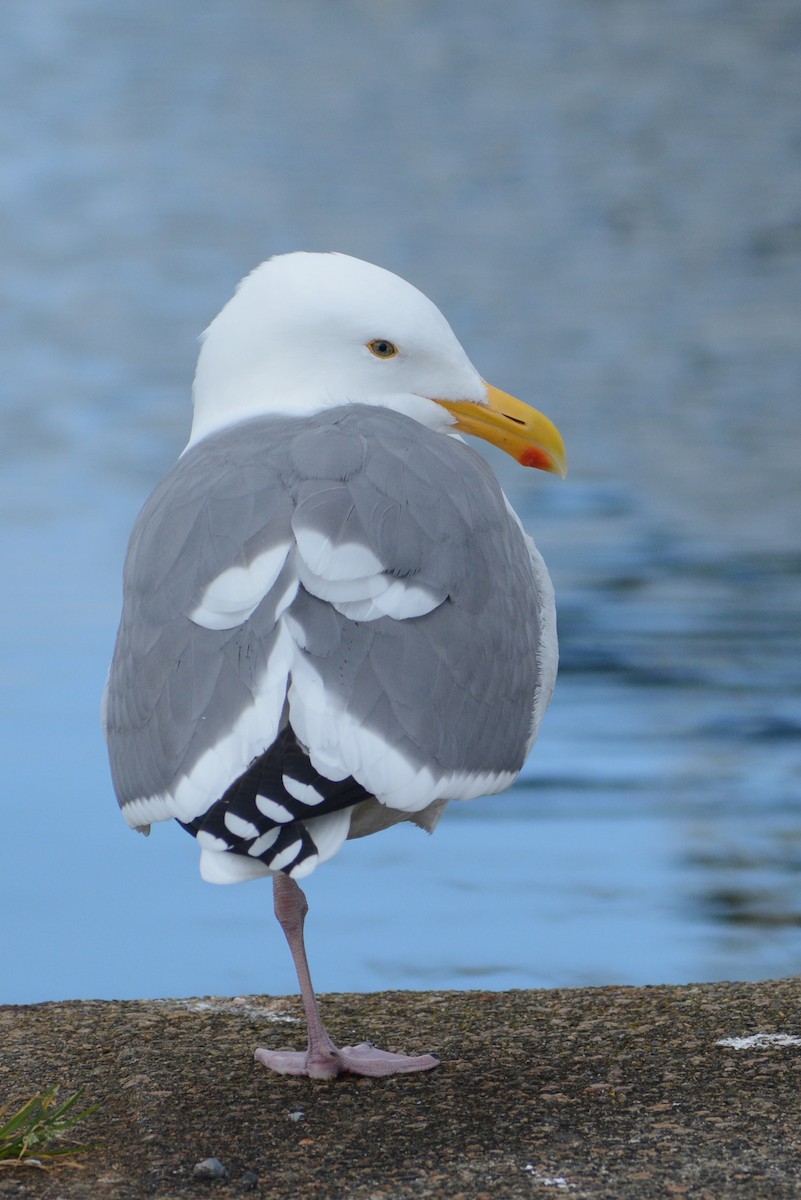 goéland ou mouette sp. - ML422121821