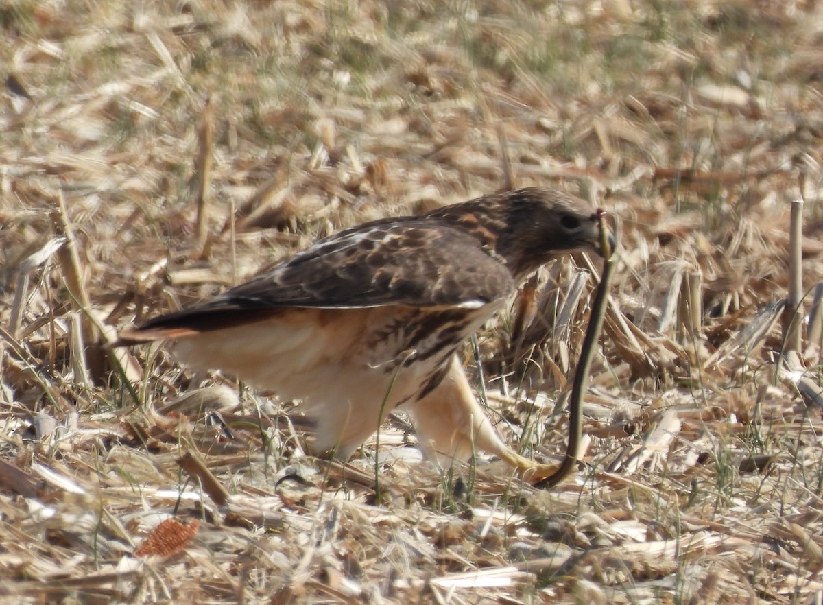 Red-tailed Hawk - Jenny Young