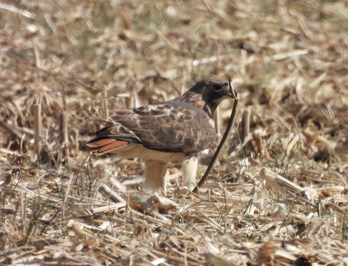 Red-tailed Hawk - Jenny Young