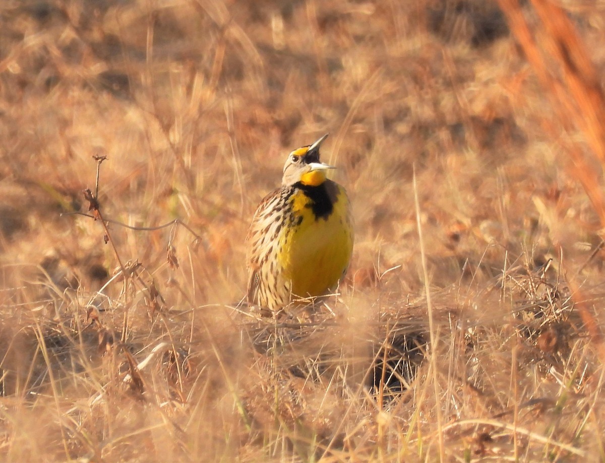 Eastern Meadowlark - ML422123181