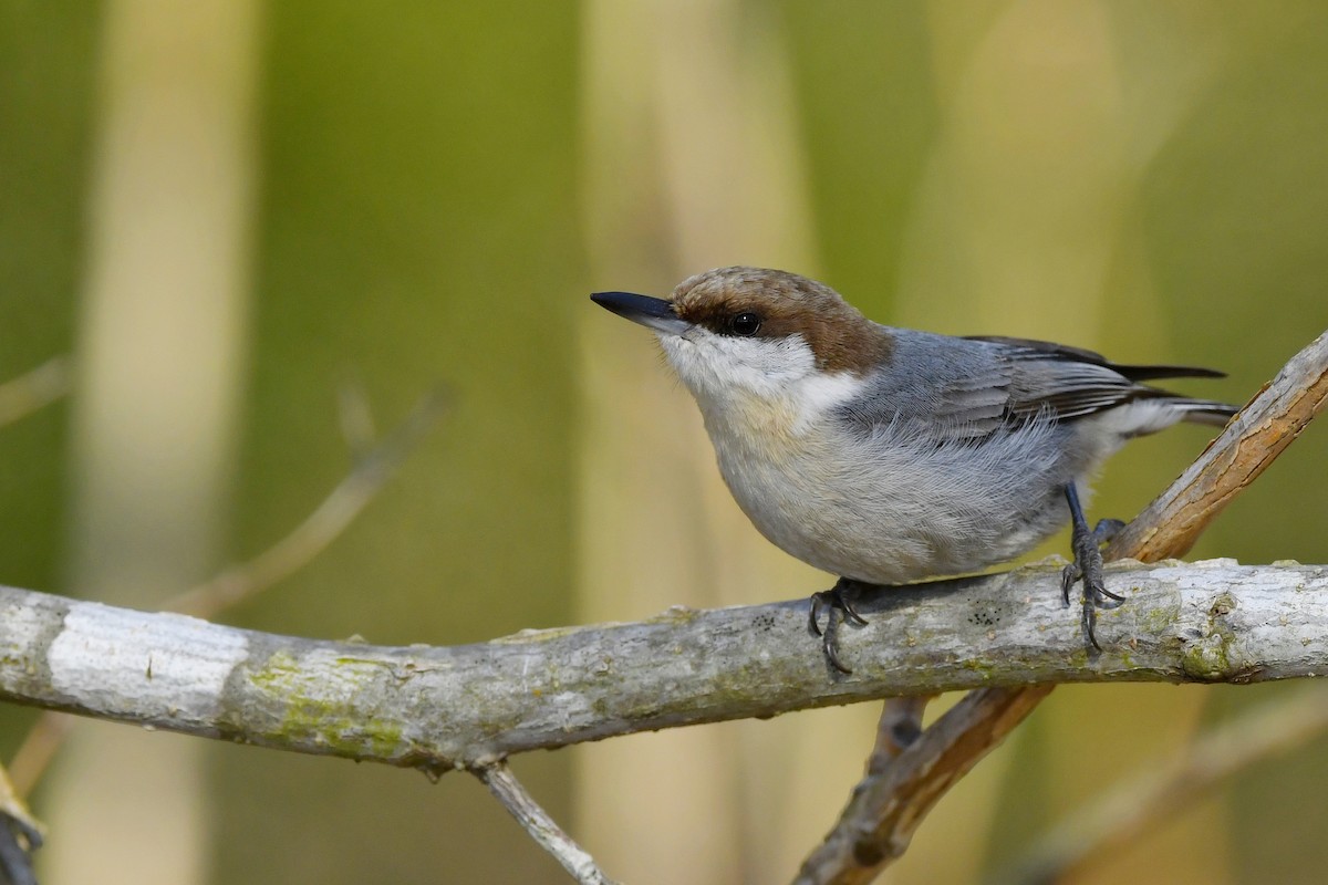 Sittelle à tête brune - ML422124981