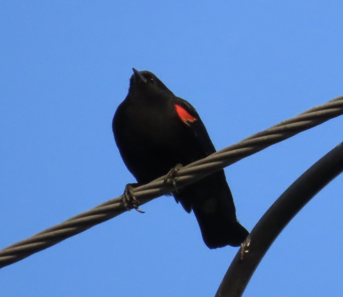 Red-winged Blackbird (California Bicolored) - ML422125041